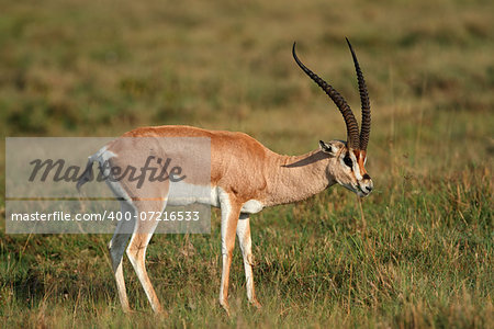 Male Grants gazelle (Nanger granti), Lake Nakuru National Park, Kenya Male Grants gazelle (Nanger granti), Lake Nakuru National Park, Kenya