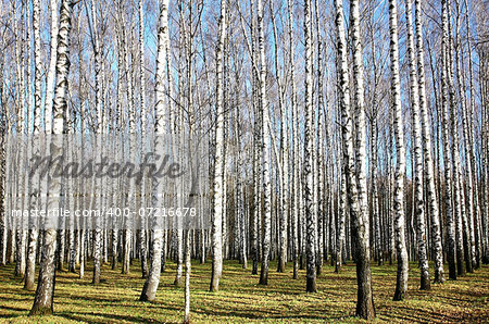 Sunny november weather in the beautiful autumn birch grove