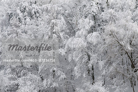 All trees are snow-covered. This is a forest after the snowfall.