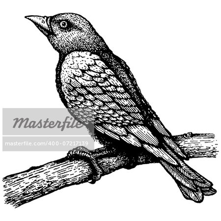 Retro illustration of the bird on branch