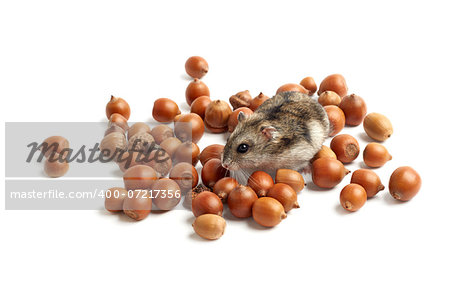 hamster sits surrounded by acorns on white background