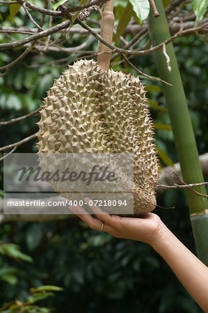 Woman's hand has hold of a durian. This is a durian plantation, Thailand.