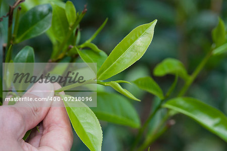 This is a close up of fresh tea growing on a plantation. Somebody keeps top leaves in the hand.