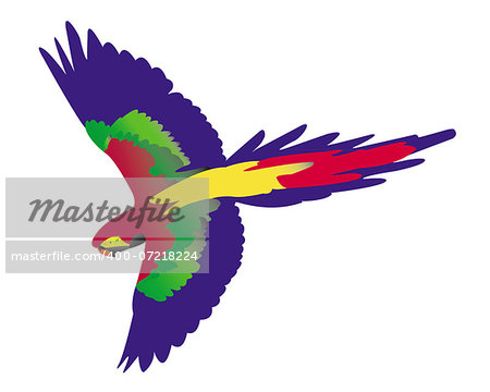 parrot flying on white background