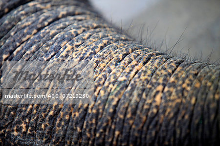 Trunk of the elephant close-up