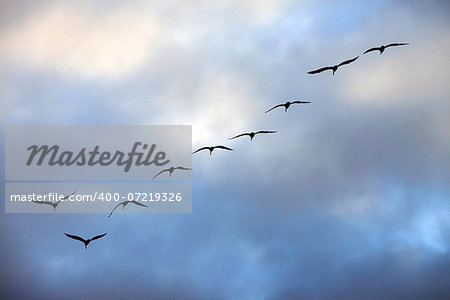 Flying group of seagulls in a blue sky
