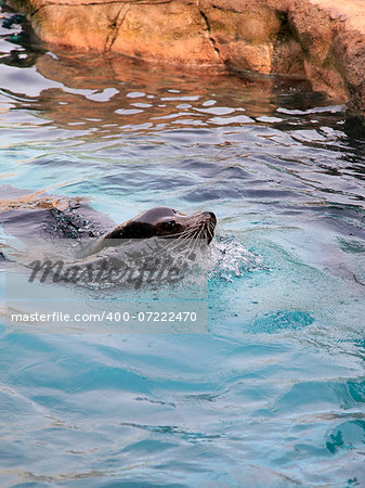 Gray seals in zoo Hong Kong