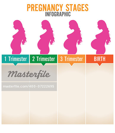 Pregnancy stages. Vector illustration.