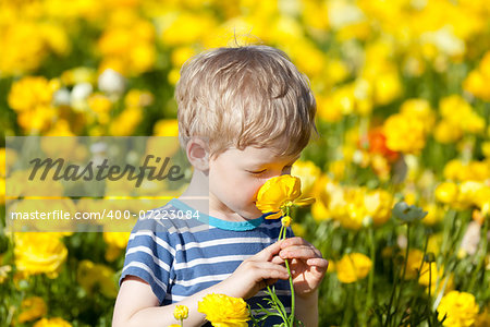 cute little boy smelling the flower at gorgeous blooming ranunculus field