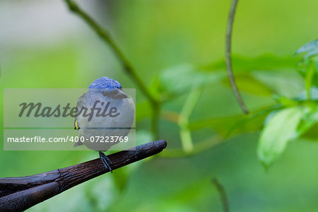 small tropical blue tanager perched on a branch in the rainforest of Belize