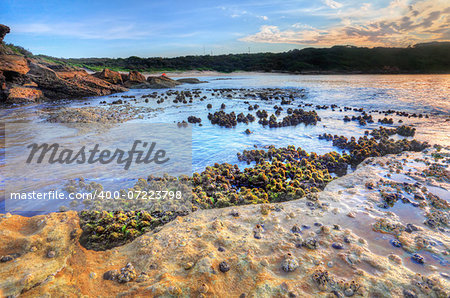 So the tide had washed out and an opportunity to photograph the cunjevoi, or sea squirts.  They are intertidal animals that attach themselves to tidal rocks and live off plankton by siphoning the sea water.  They squirt when stepped on or disturbed  Focus to foreground