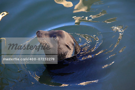 Gray seals in bay in California