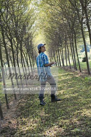 A man walking down an avenue of trees, looking upwards.