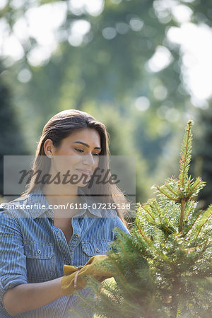 A woman pruning an organically grown Christmas tree.
