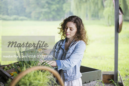 An organic fruit and vegetable farm. A young woman sorting vegetables.