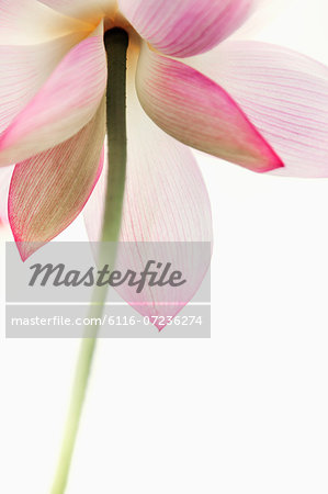 Close-up of pink lotus flower, China