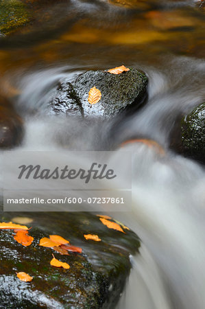 Close-up of Water Flowing in Stream in Autumn, Bavarian Forest National Park, Bavaria, Germany
