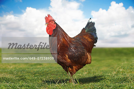 Portrait of free range chicken in field