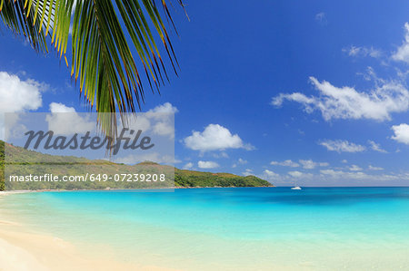 Palm leaf and beach, Praslin Island, Seychelles