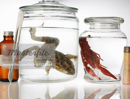 Still life with preserved toad and shrimp in jars