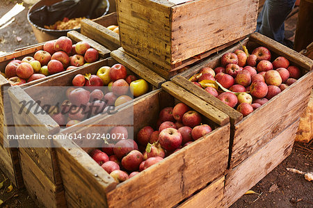 Crates of apples in orchard