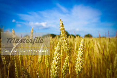 Close up of wheat stalks growing in field