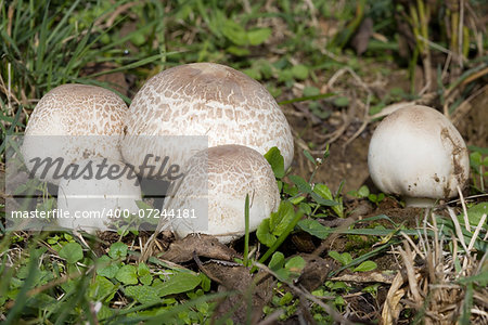 Ripe Field mushroom on the Meadow, Agaricus campestris