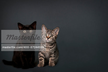 Two British Shorthair kittens on a gray background with space for text.