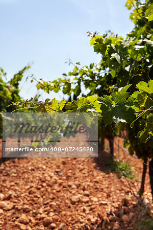 Summer vineyard in Spain, Majorca island