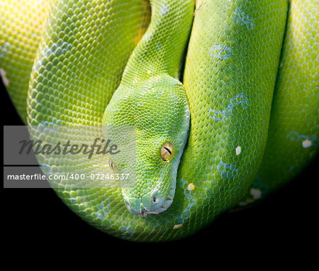 Green Tree Python, Morelia Viridis