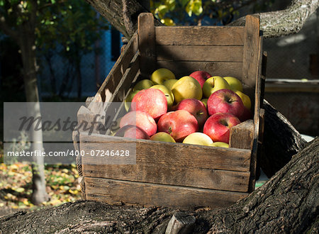 Apples in an old wooden crate on tree. Authentic image