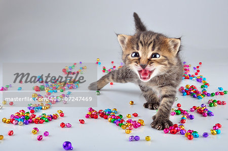 Funny lcute ittle kitten dancing in small metal jingle bells beads . Studio shot. Funny lcute ittle kitten dancing in small metal jingle bells beads . Studio shot.