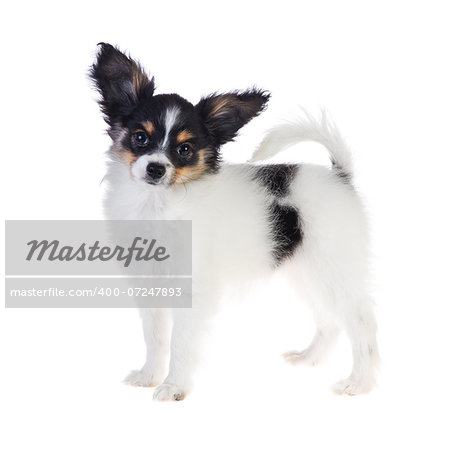 Papillon puppy standing on a white background