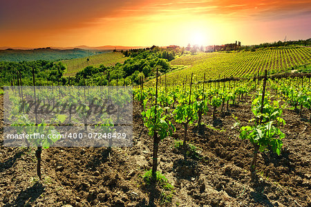 Hill of Tuscany with Vineyard in the Chianti Region, Sunset