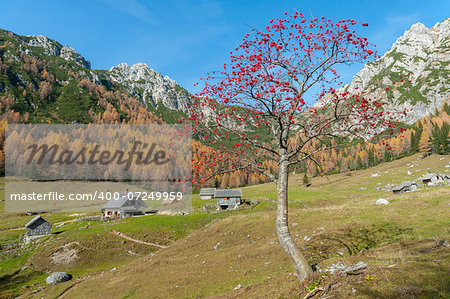 Rowan tree on mountain meadow. High mountains in the background.
