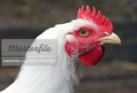 white rooster close up on a poultry yard