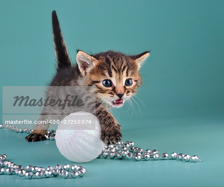 Small  kitten among Christmas stuff . Studio shot.