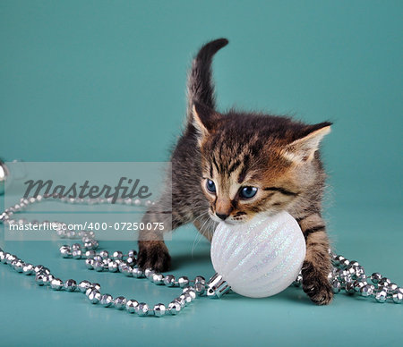 Cute little kitten playing with white Christmas ball . Studio shot.