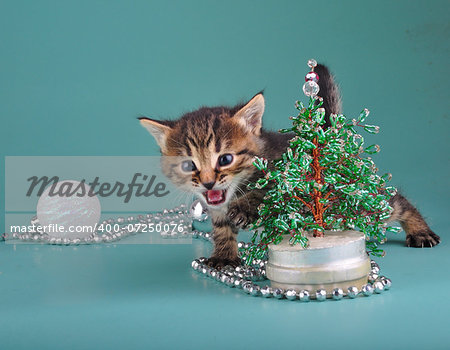 Small  kitten against Christmas tree . Studio shot.