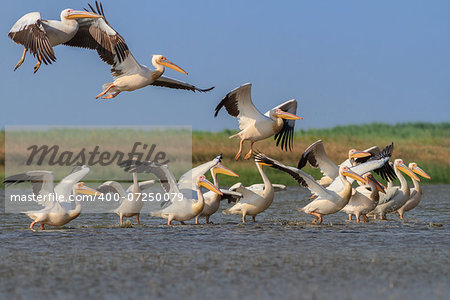 a group of pelicans in the Danube Delta, Romania