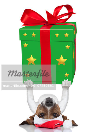 christmas dog lifting a very big and bold present