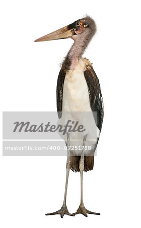 Marabou Stork - Leptoptilos crumeniferus (1 year old)