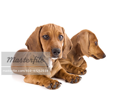 Two cute Dachshund Puppies / Isolated on white background
