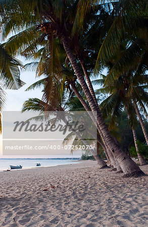 A tropical beach with coconut palms during the sunset