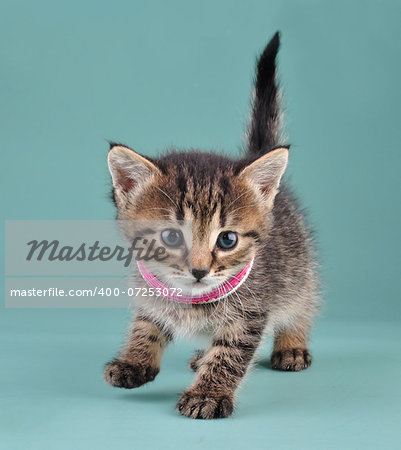 Studio portrait of little kitten with Indian bracelets . Studio shot.