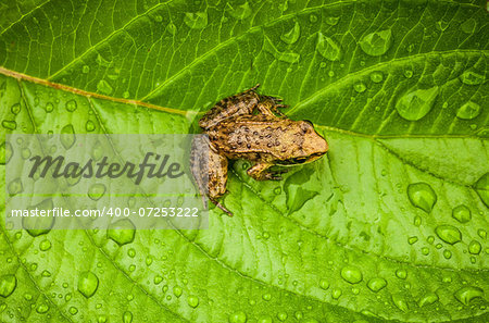 Miniature from sitting on a Wet Leaf in Forest