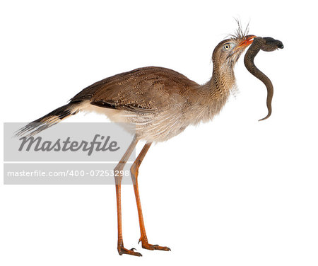 Red-legged Seriema or Crested Cariama, Cariama cristata, holding toy snake in front of white background
