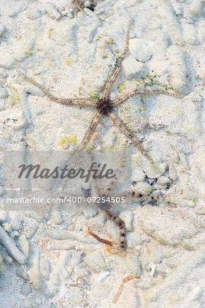 Two brittle stars or ophiuroids brown thin starfish on sand background