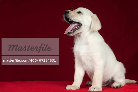 Puppy Labrador Retriever on a red background with space for text.