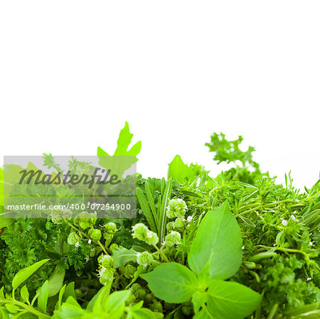 Border of Different  Fresh Spice Herbs  over white background / Basil, Chive, Majoram, Oregano, Parsley, Thyme, Rucola and Rosemary